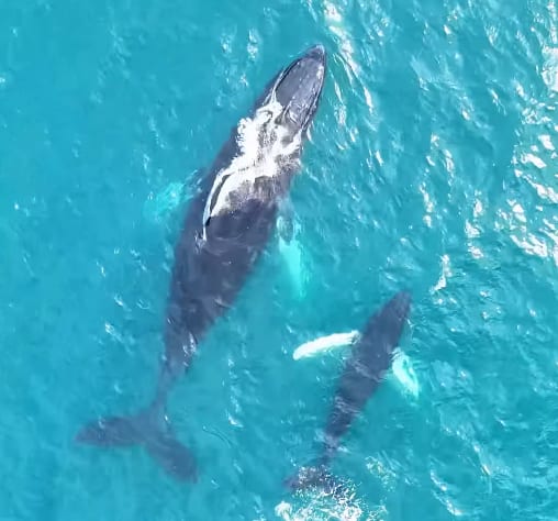 Whale Watching