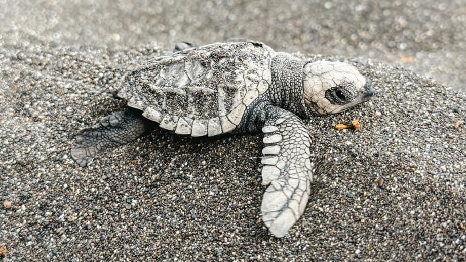 Desove de Tortugas